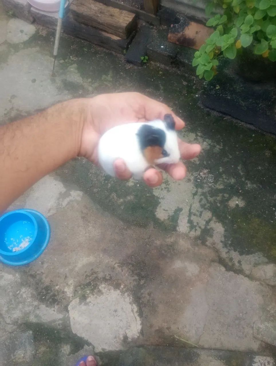 Porquinhos da índia filhotes machos  - Foto 4
