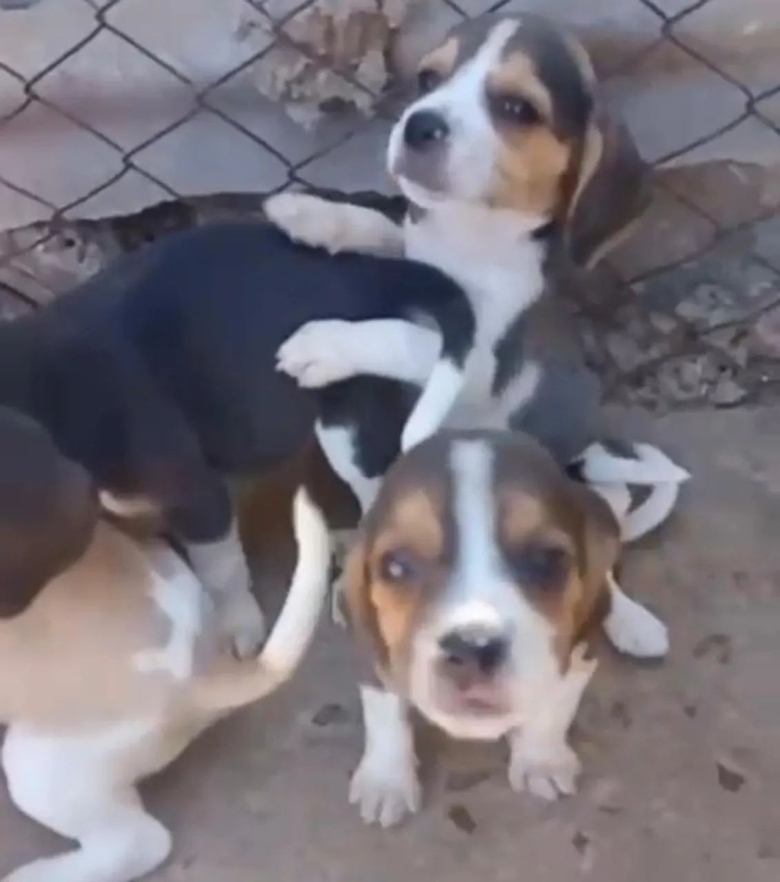 Beagle super docil e companheiro 