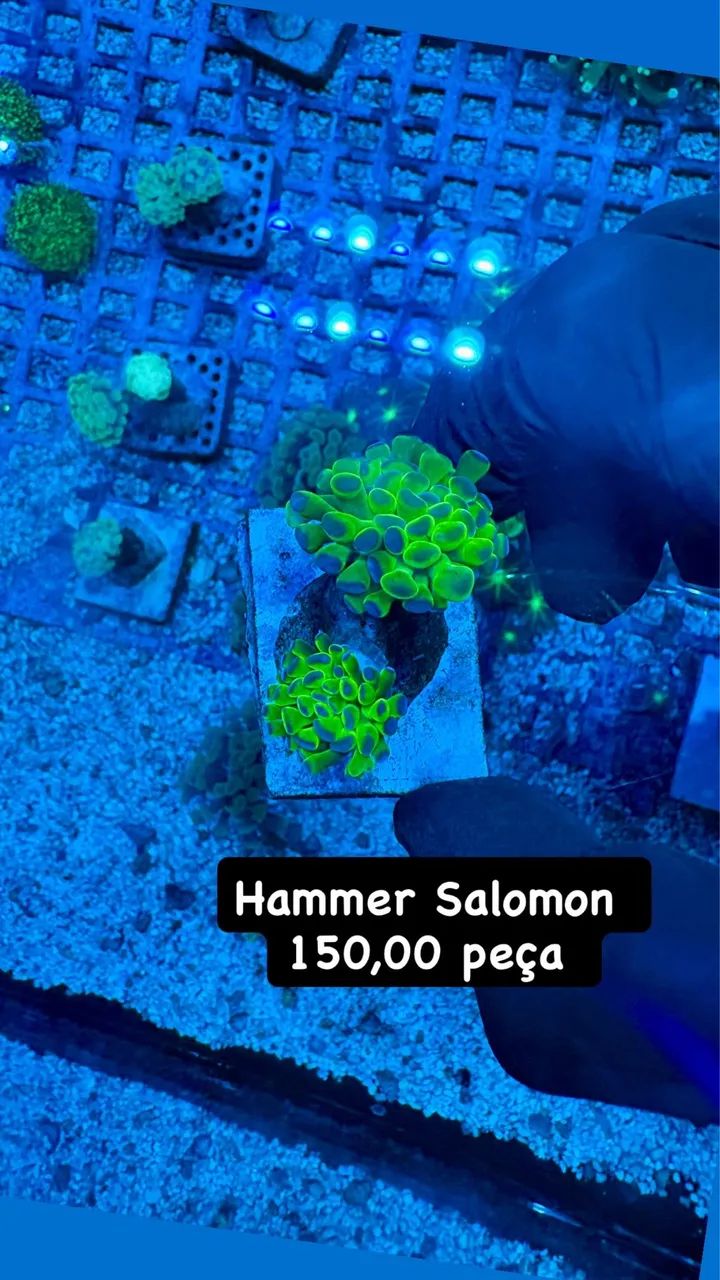 Aquário marinho