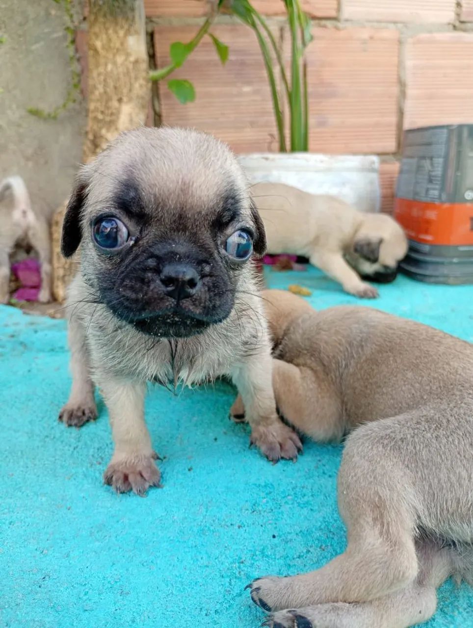 Filhotes de PUG - Foto 2