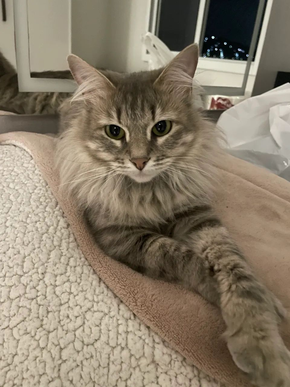 Adoção responsável 