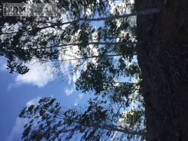 Fazenda de Cacau e Seringa com 394hectares em Gandu - BA - Foto 5