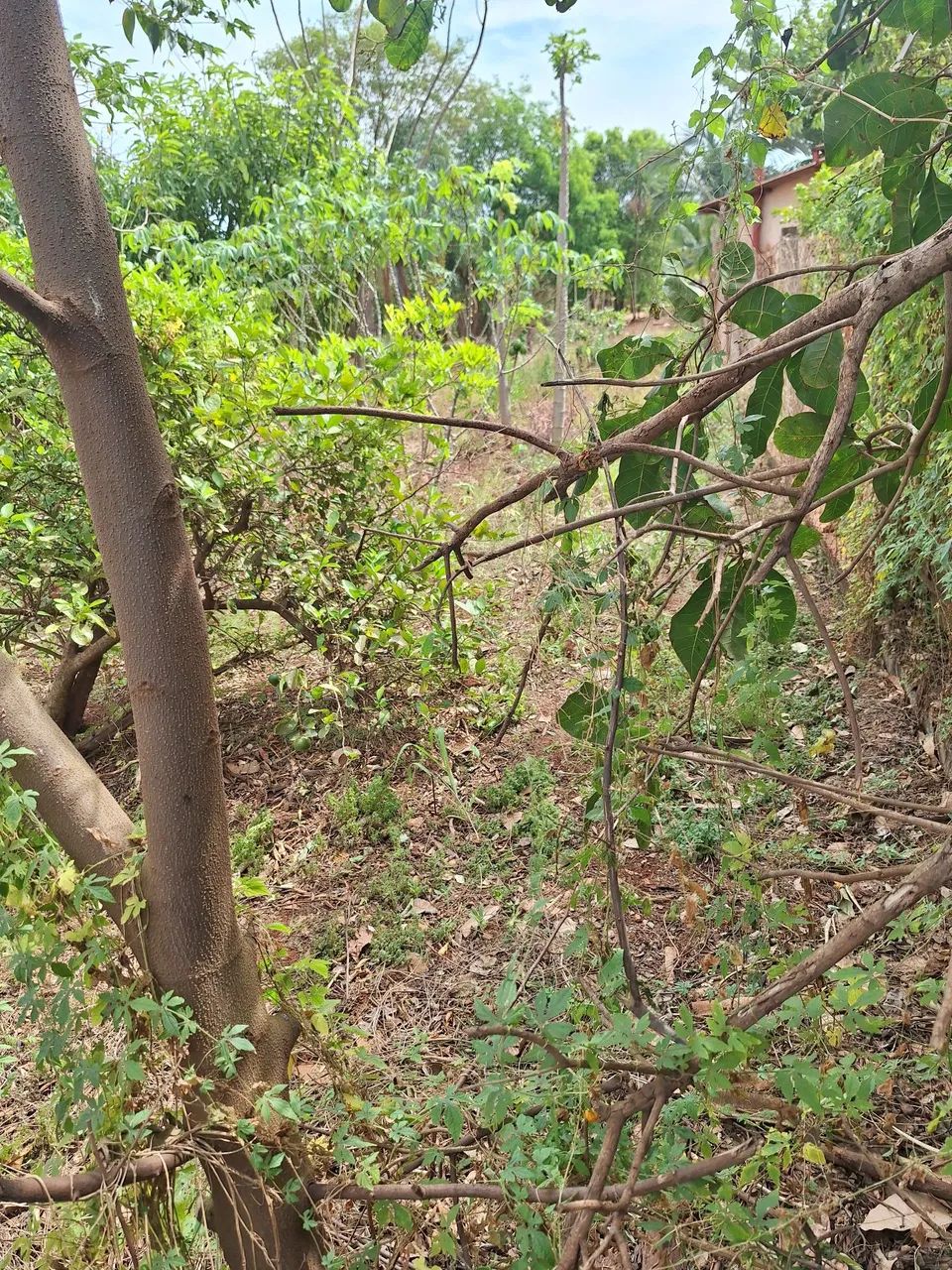 Chácara  - Foto 3