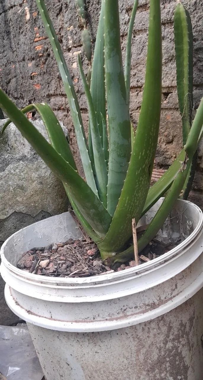 Babosa gigante  - Foto 3