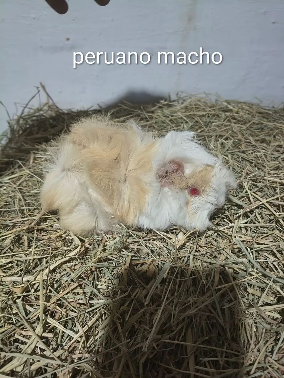 Porquinhos da índia peruanos.