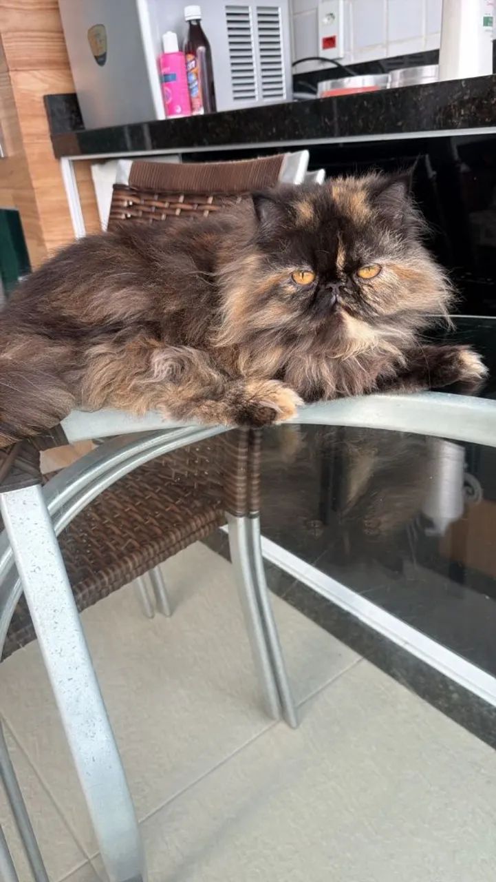 Filhotes de persa disponível! - Foto 3