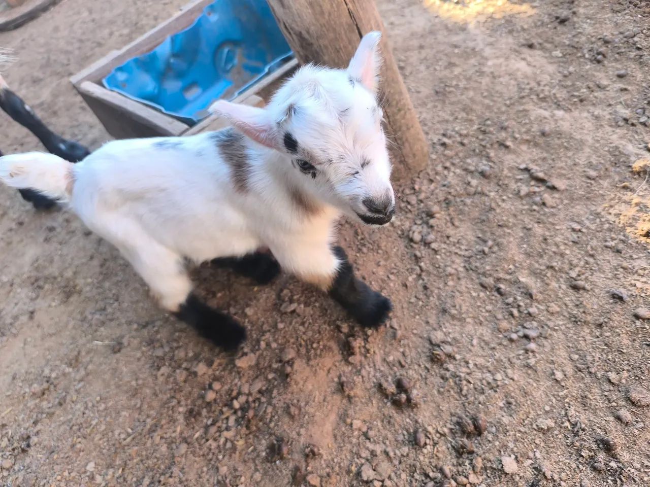Mini cabra  - Foto 3