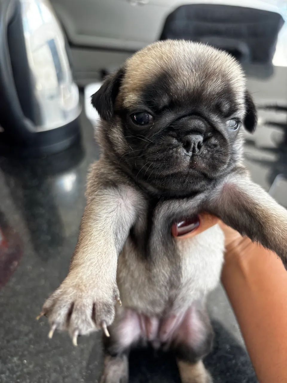 Última fêmea Pug 