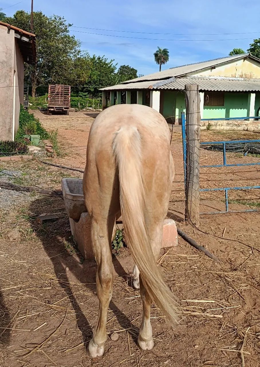 vendo potro quarto de milha  - Foto 3