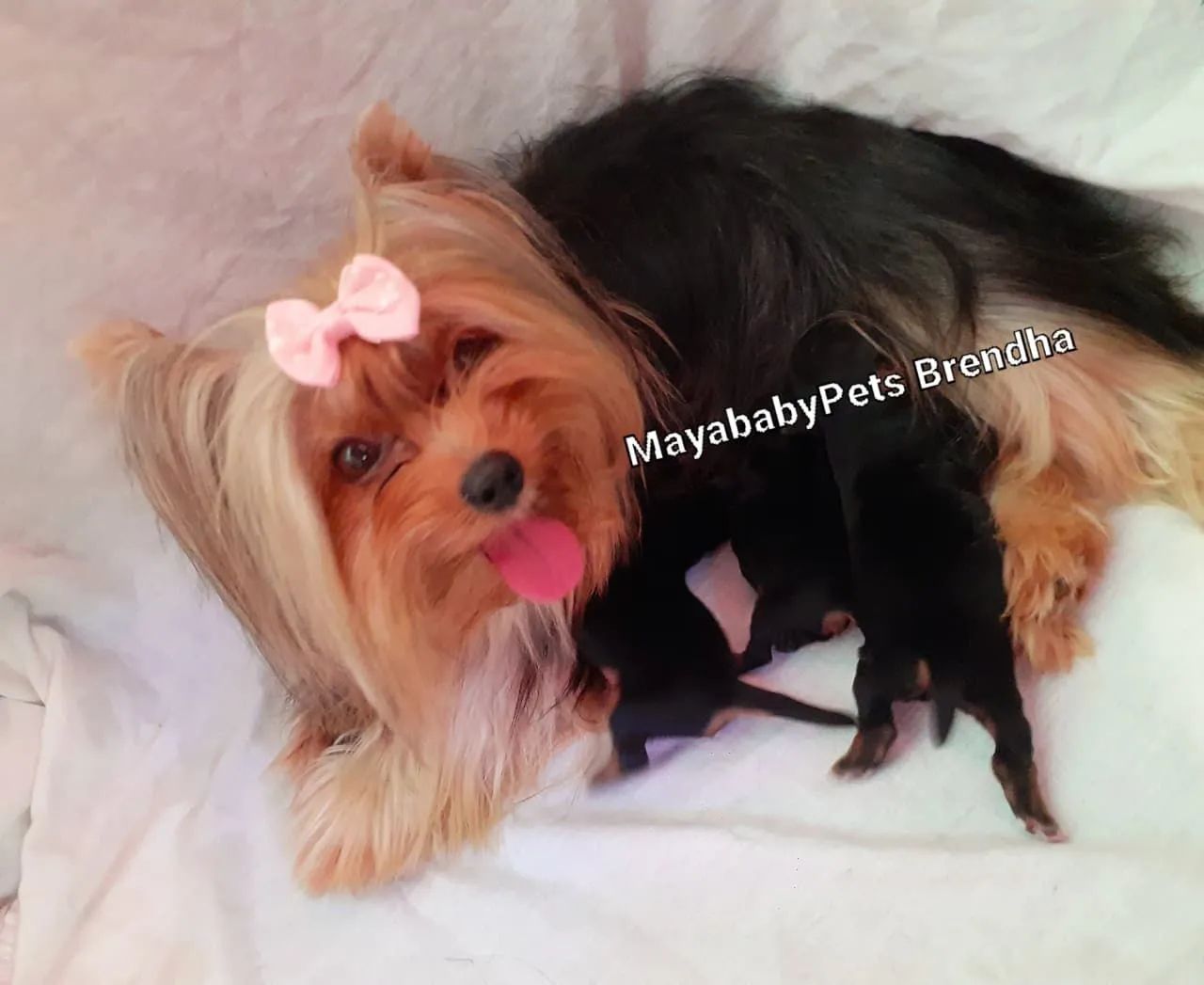 Yorkshires Terrier Babys - Foto 2