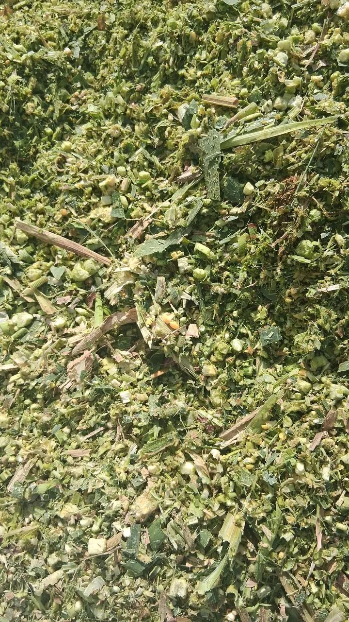 Silagem  - Foto 2