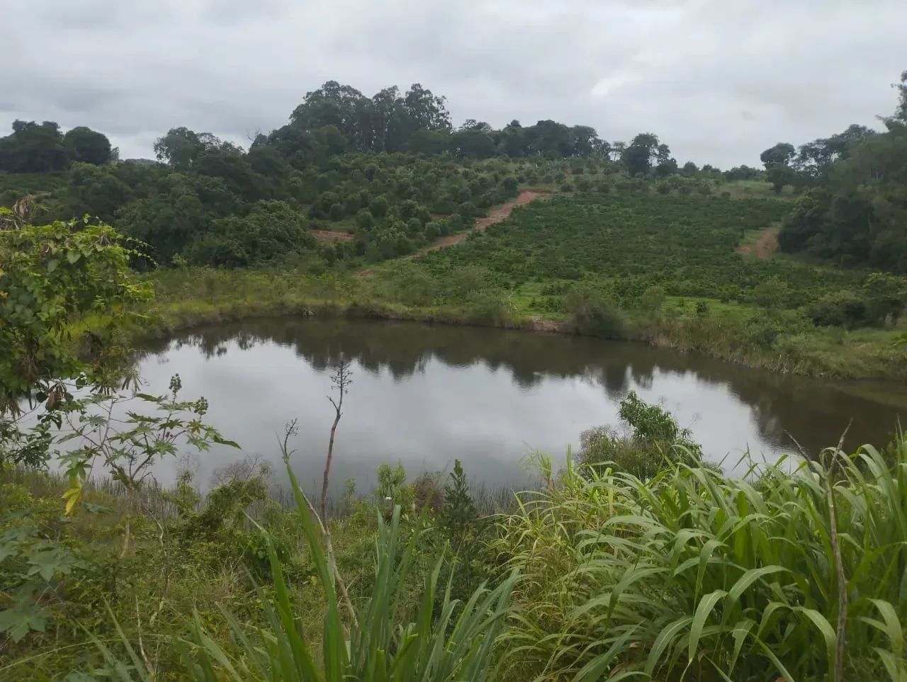 Sítio com 130 mil pés de café - Foto 5