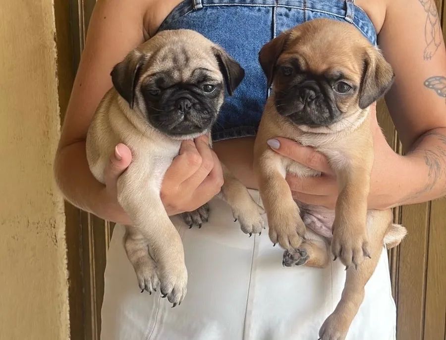 Pug