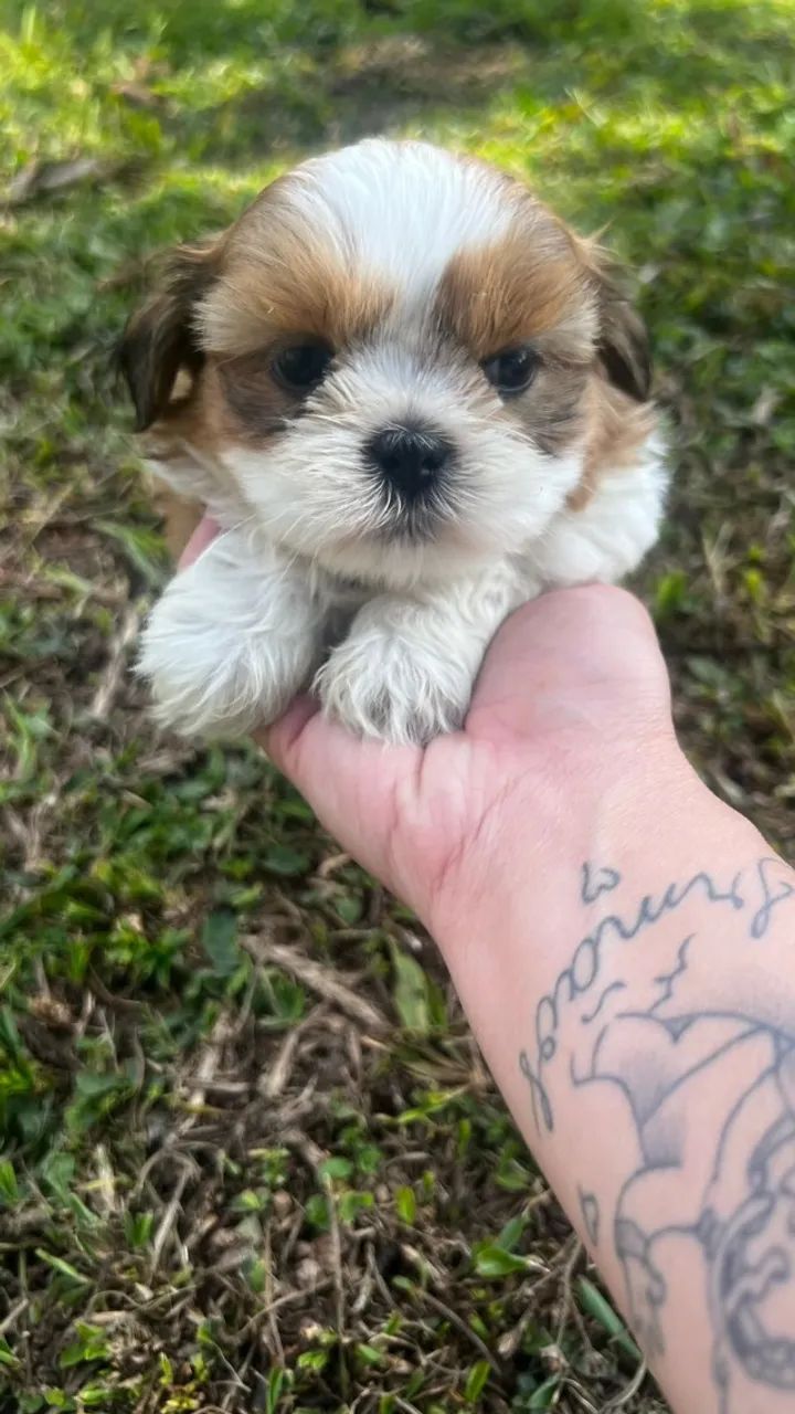 Filhote de shihtzu- Bem Cuidado - Foto 2