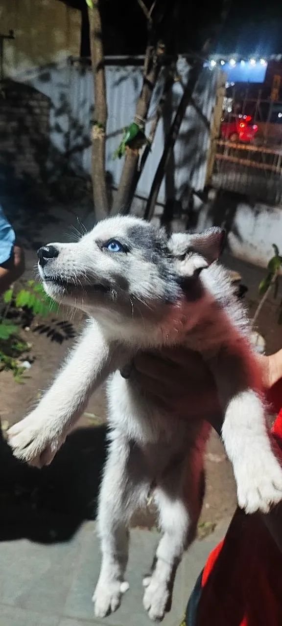 Filhotes de husky - Foto 2
