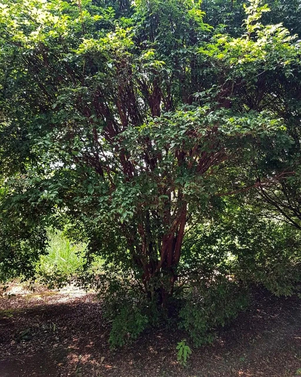 Jabuticabeira Híbrida - Foto 2