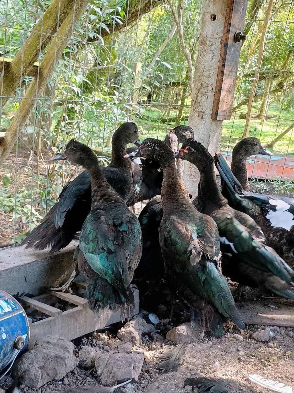 Vendo Patos(as) negros - Foto 2