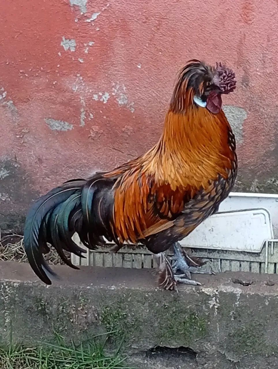 Galos Sedosa com polonesa.