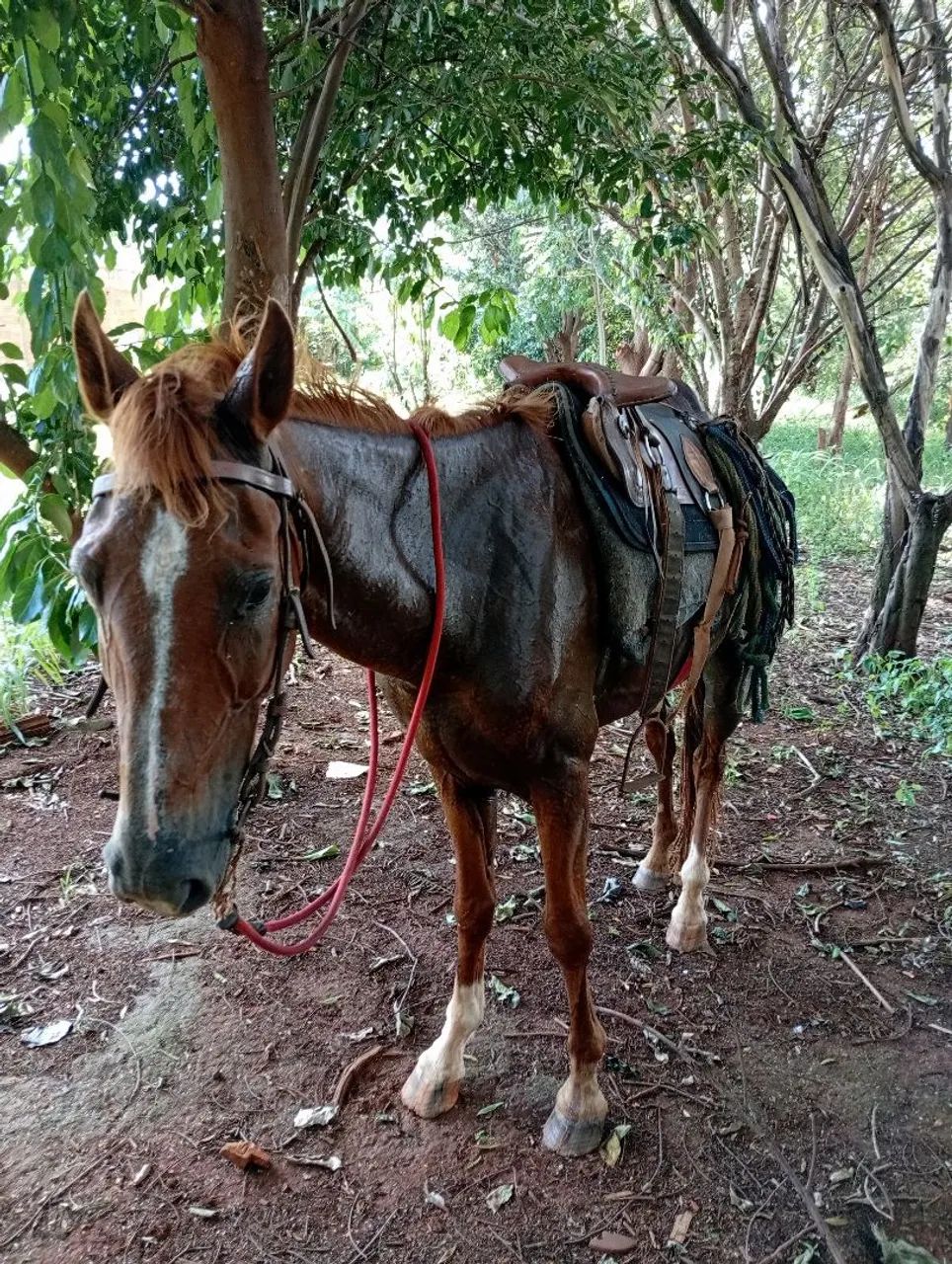 Vendo cavalo paulista, cavalo manso de tudo, limpo de defeito, cavalo grande - Foto 5
