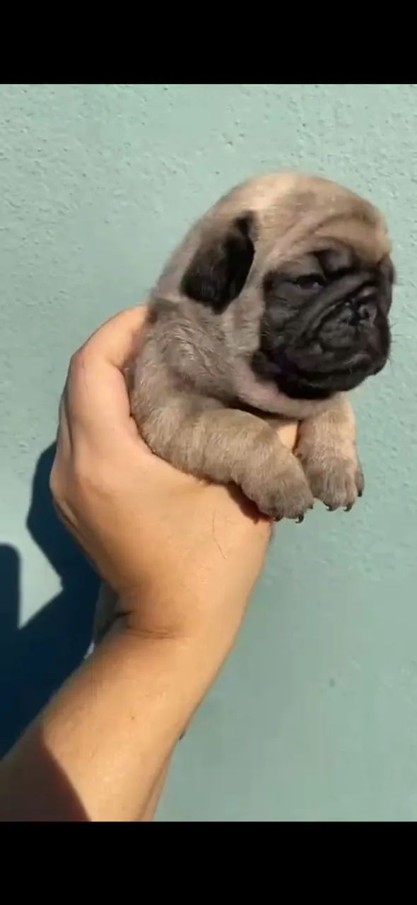 Filhotes machos e femeas pug pretos e abricot - Foto 2