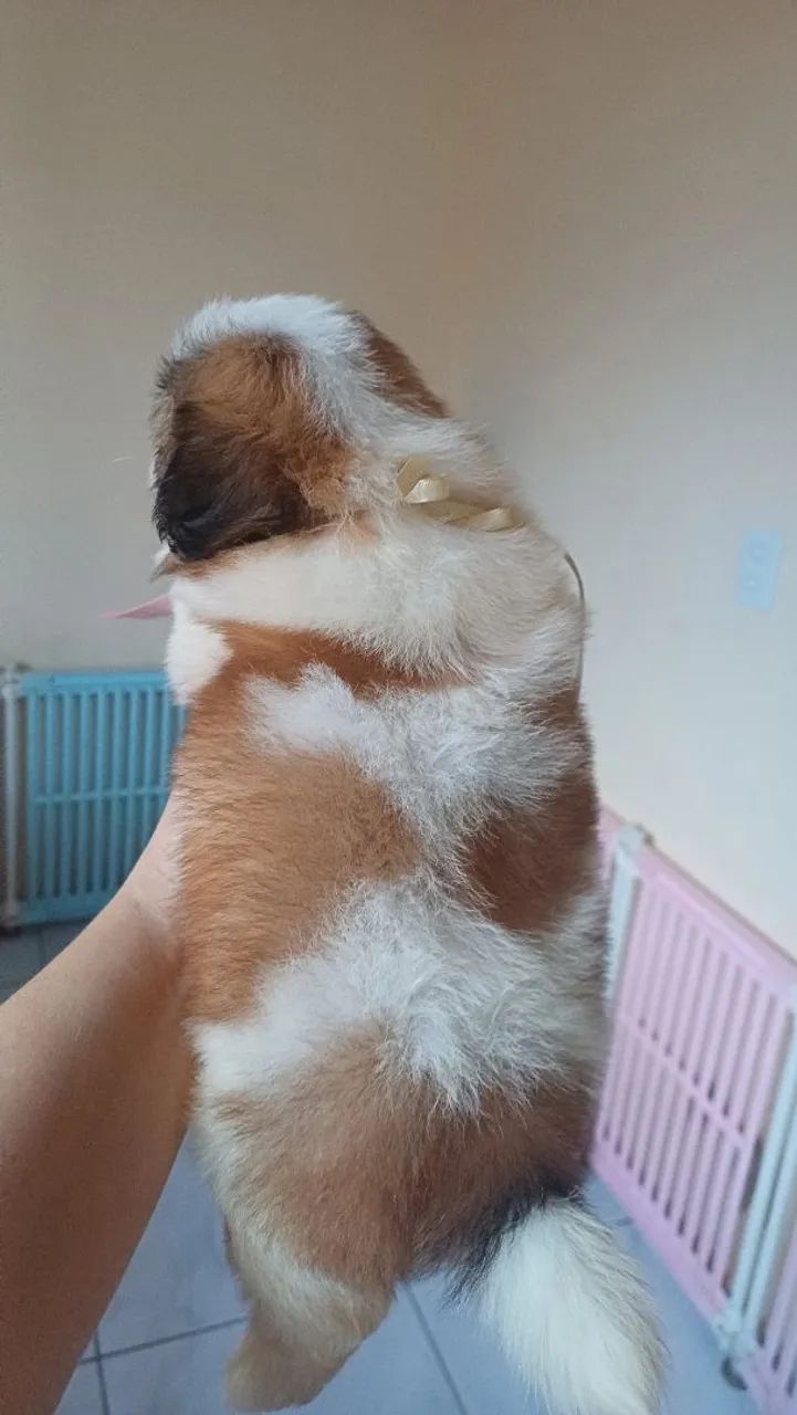 Shihtzu mini macho - Foto 4