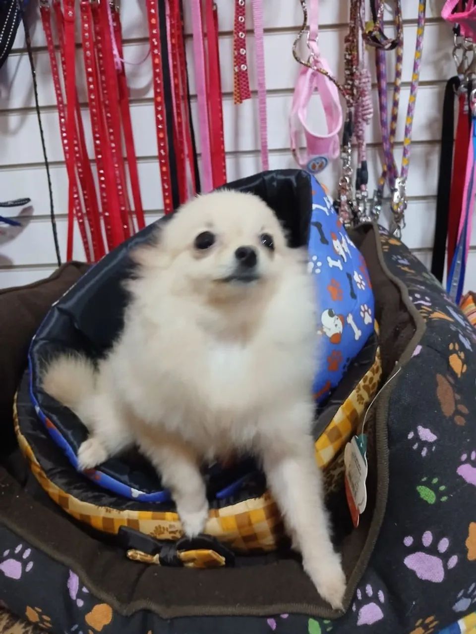 Lulu da Pomerânia - Foto 3