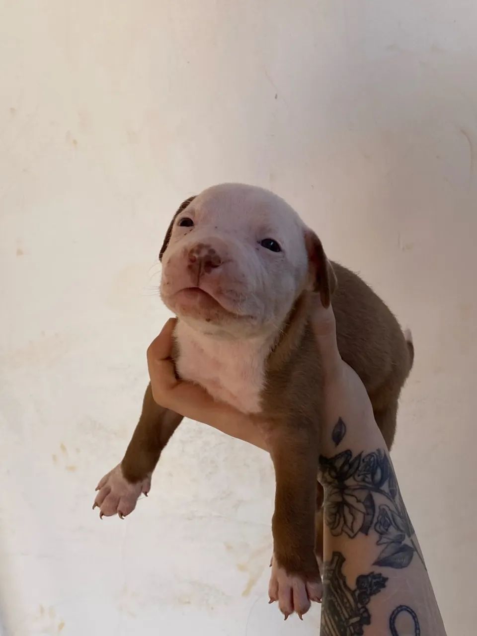 Pitbull filhote  - Foto 4