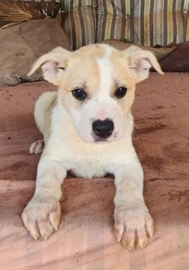 Doam-se filhotes de Border Collie com Buldogue Francês - Foto 2