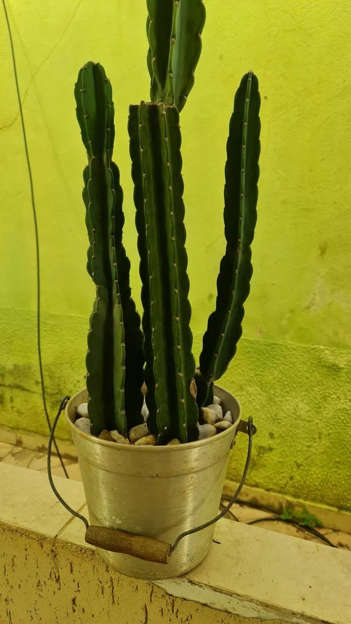 CACTOS MANDACARU  - Foto 3