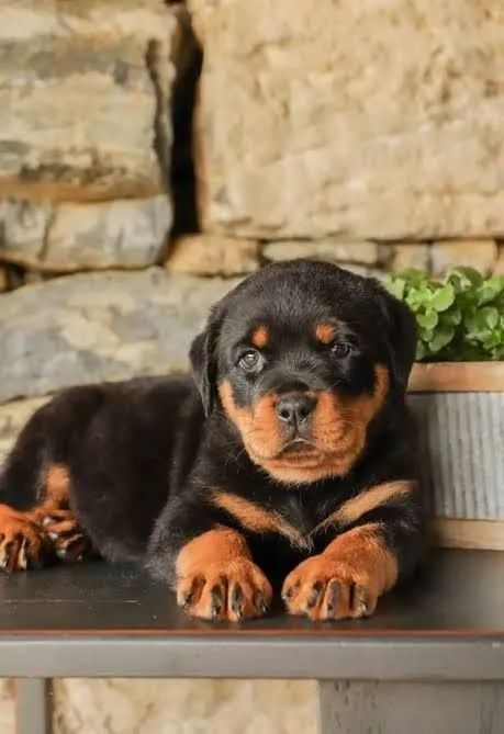 Rottweiler cabeça de Touro - Foto 3