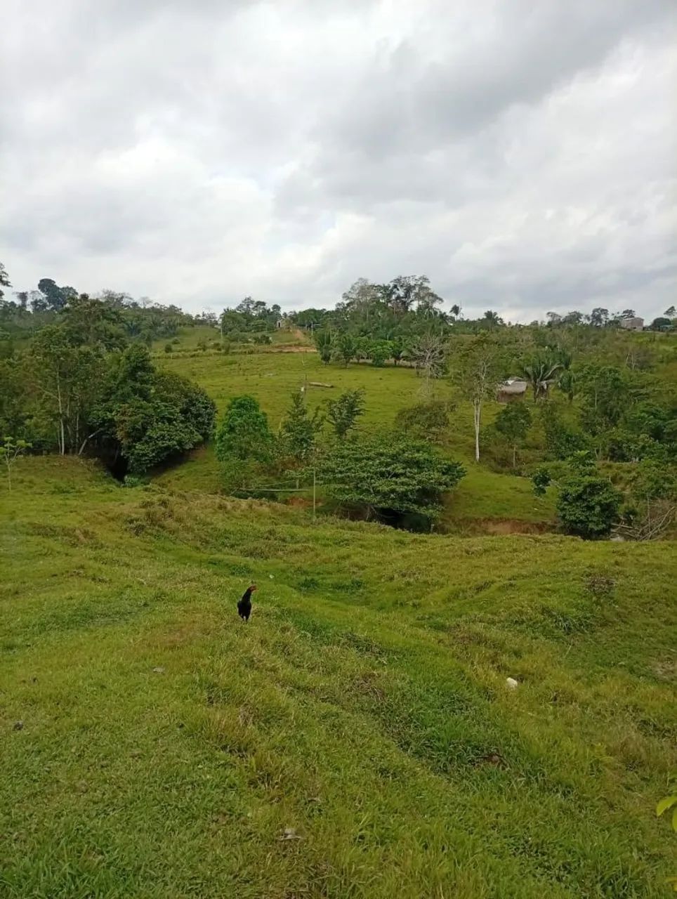 Colônia  - Foto 3