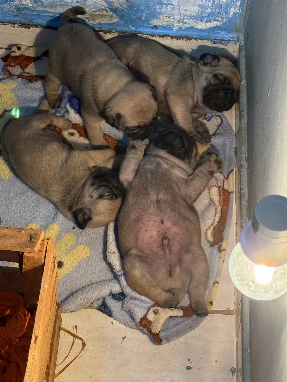 Pug filhote  - Foto 2