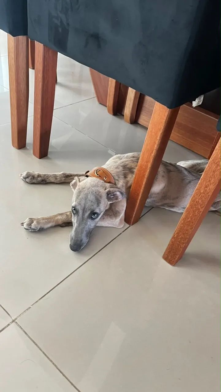 Whippet  - Foto 3