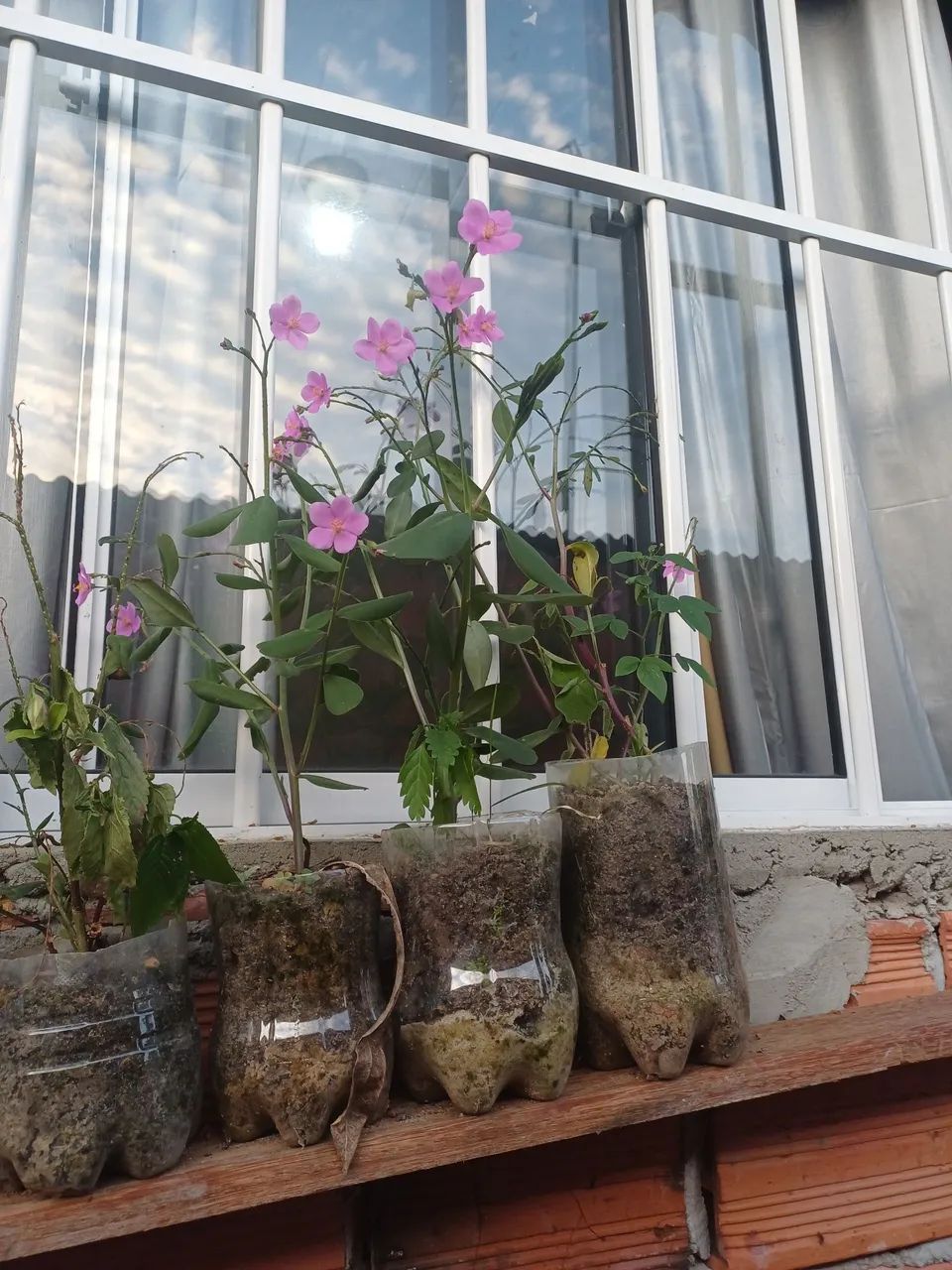 Beldroega Graúda mudas de plantas  - Foto 2