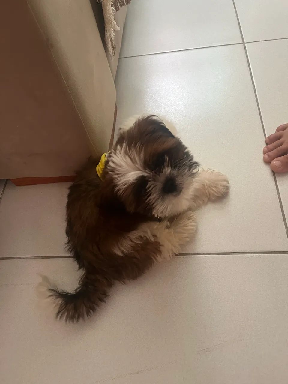 Filhote shih tzu - Foto 5