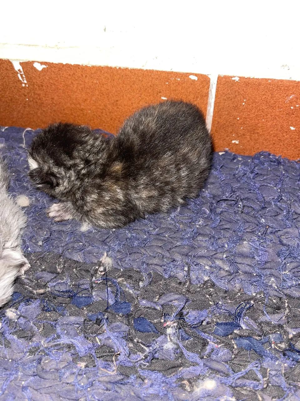 Vendo gato persa - Foto 5