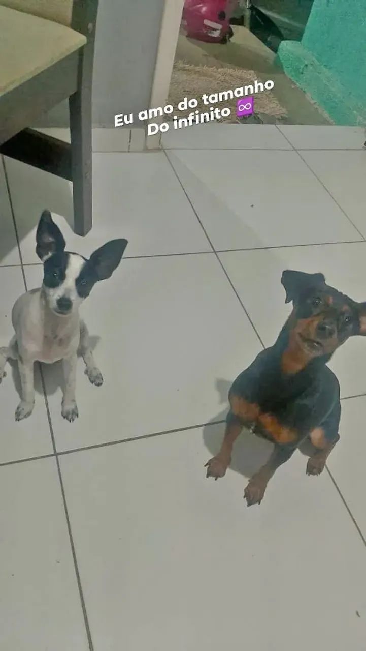 Filhote pinscher 01 - Foto 2