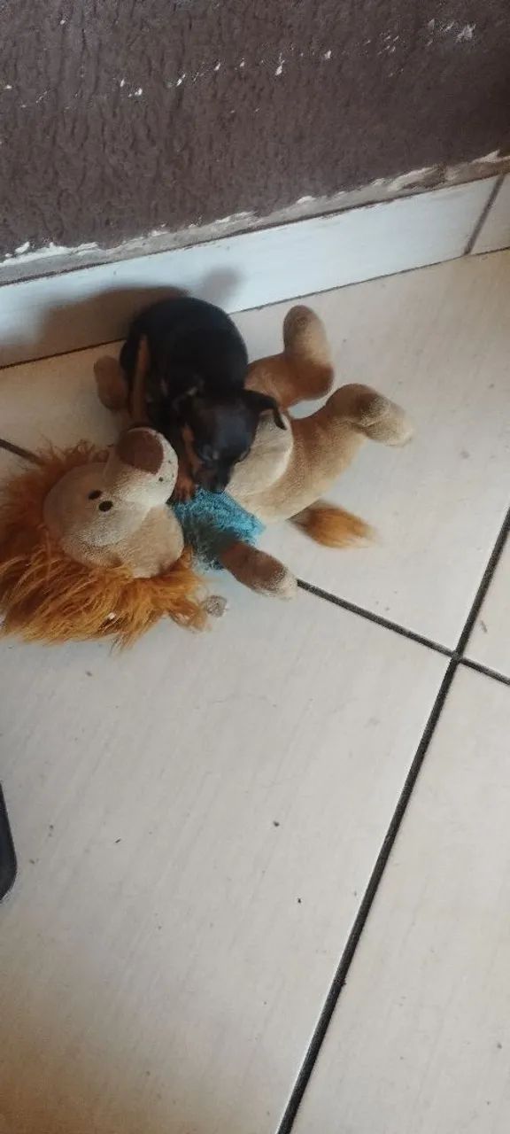 Pinscher miniatura  - Foto 5