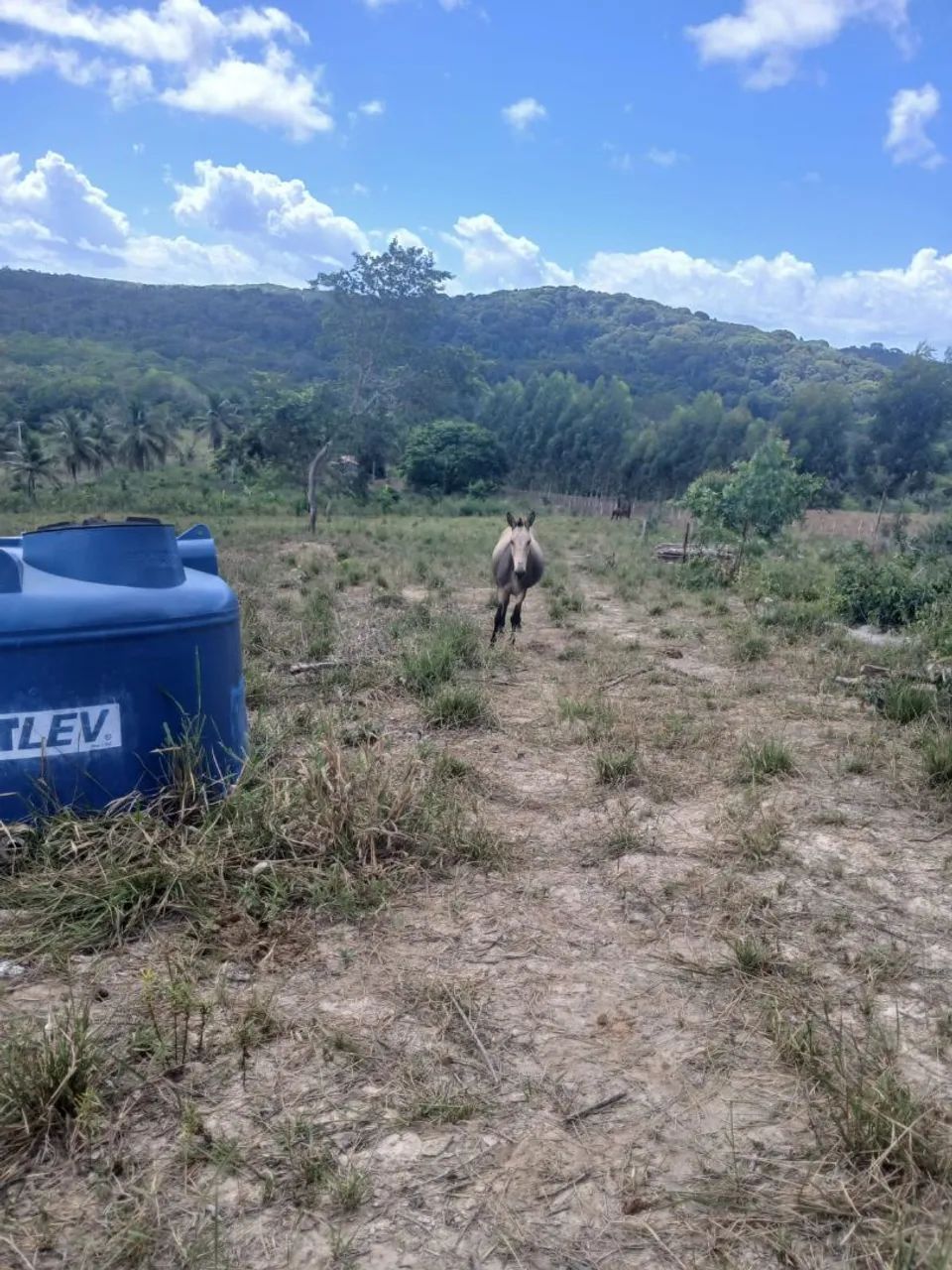 Vendo 30 hectares de terras no Fundão  - Foto 3