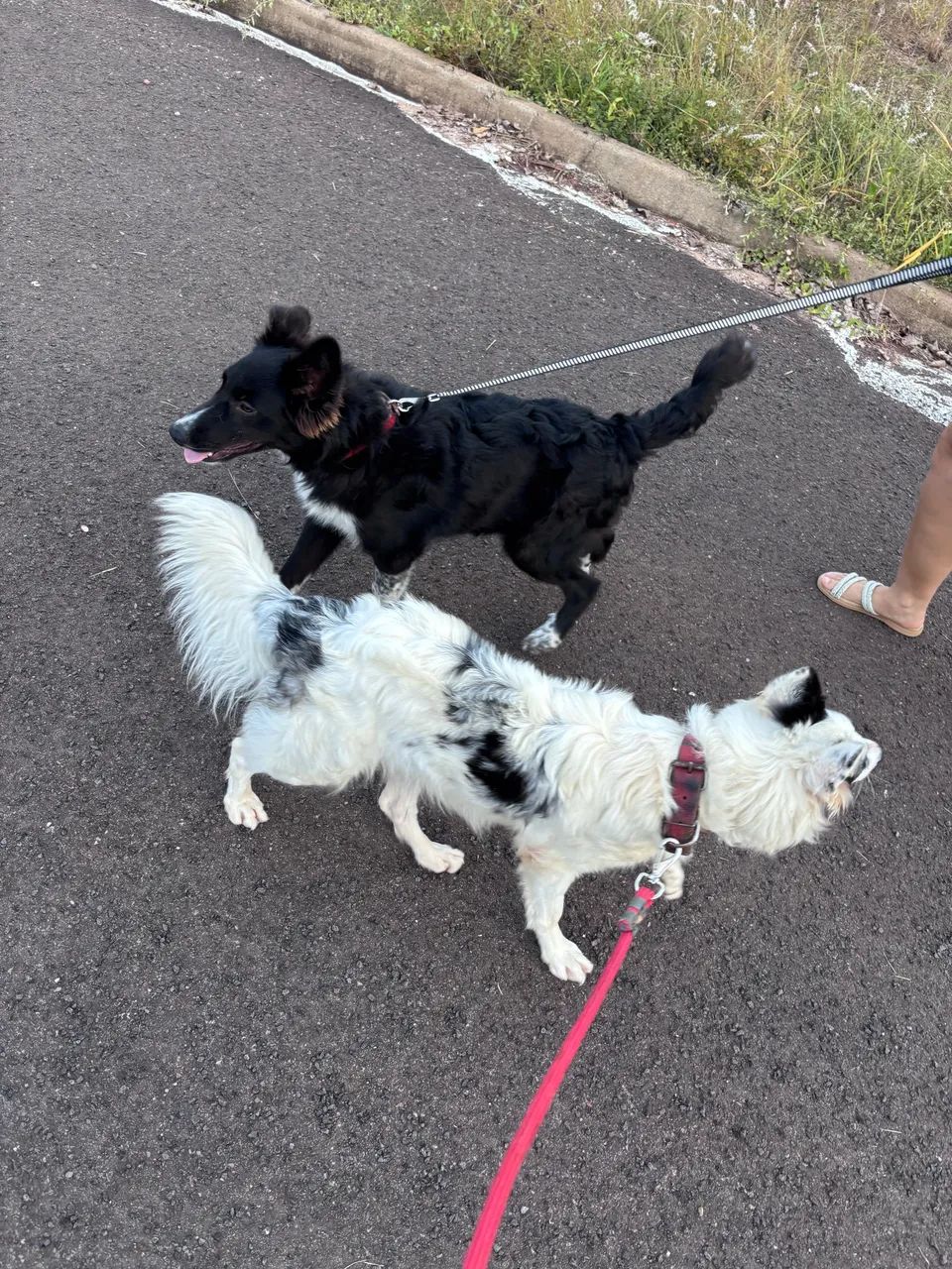 Border Collie macho Preto e branco