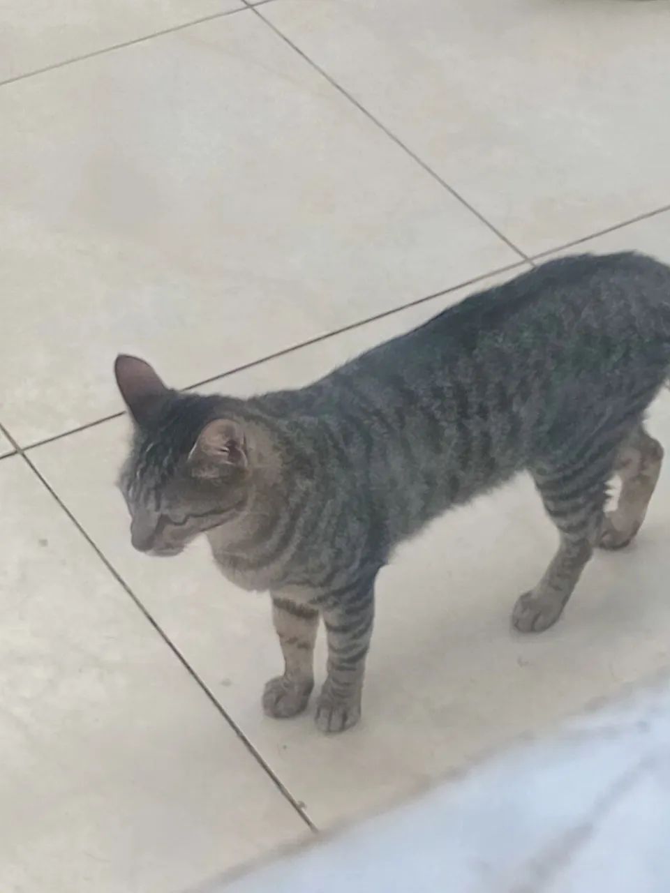 Doação de uma linda gatinha  - Foto 2