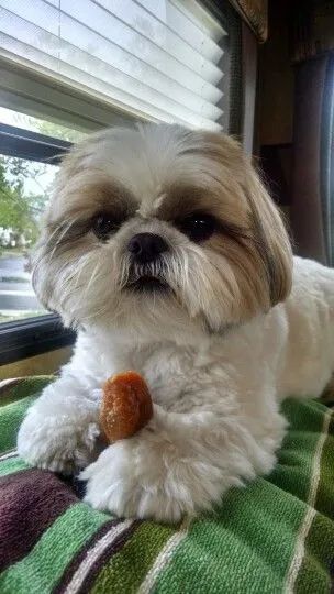 SHIH-TZU MICRO - MACHOS E FÊMEAS - Foto 4