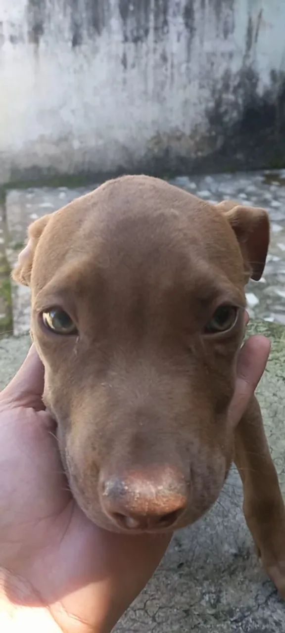 Filhote de pitbull  - Foto 4