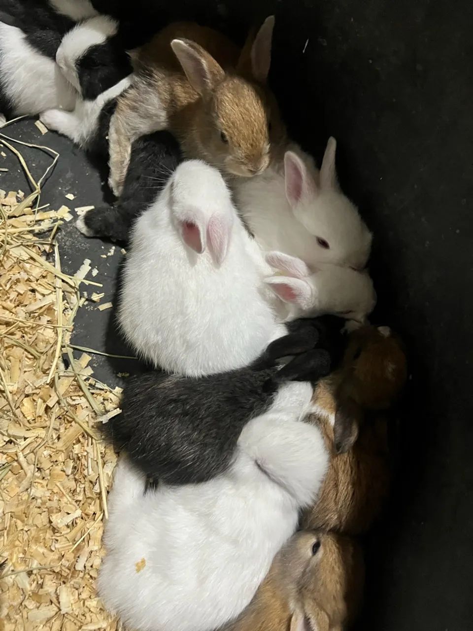 Vendo coelhos 