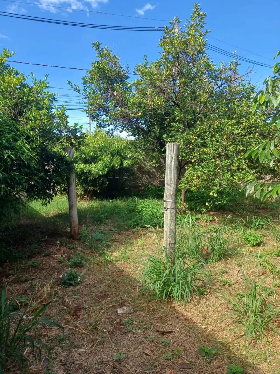 Terreno Padrão em São Manuel - Foto 4
