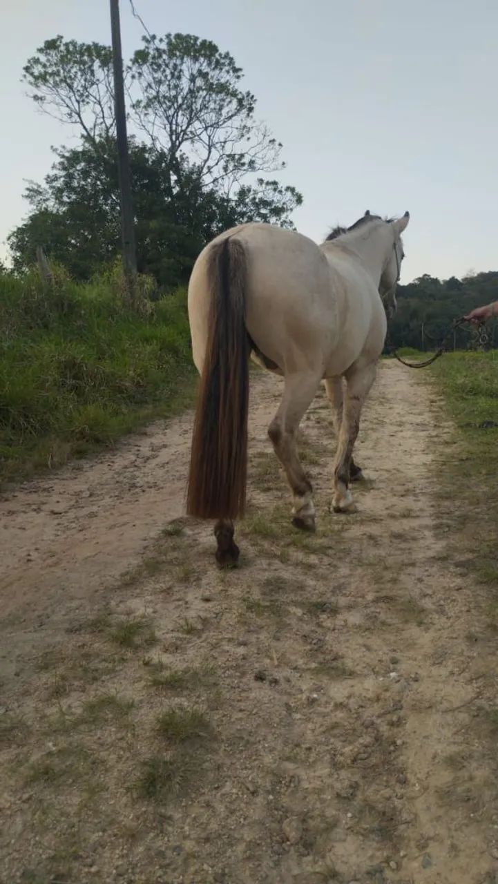 Cavalo 