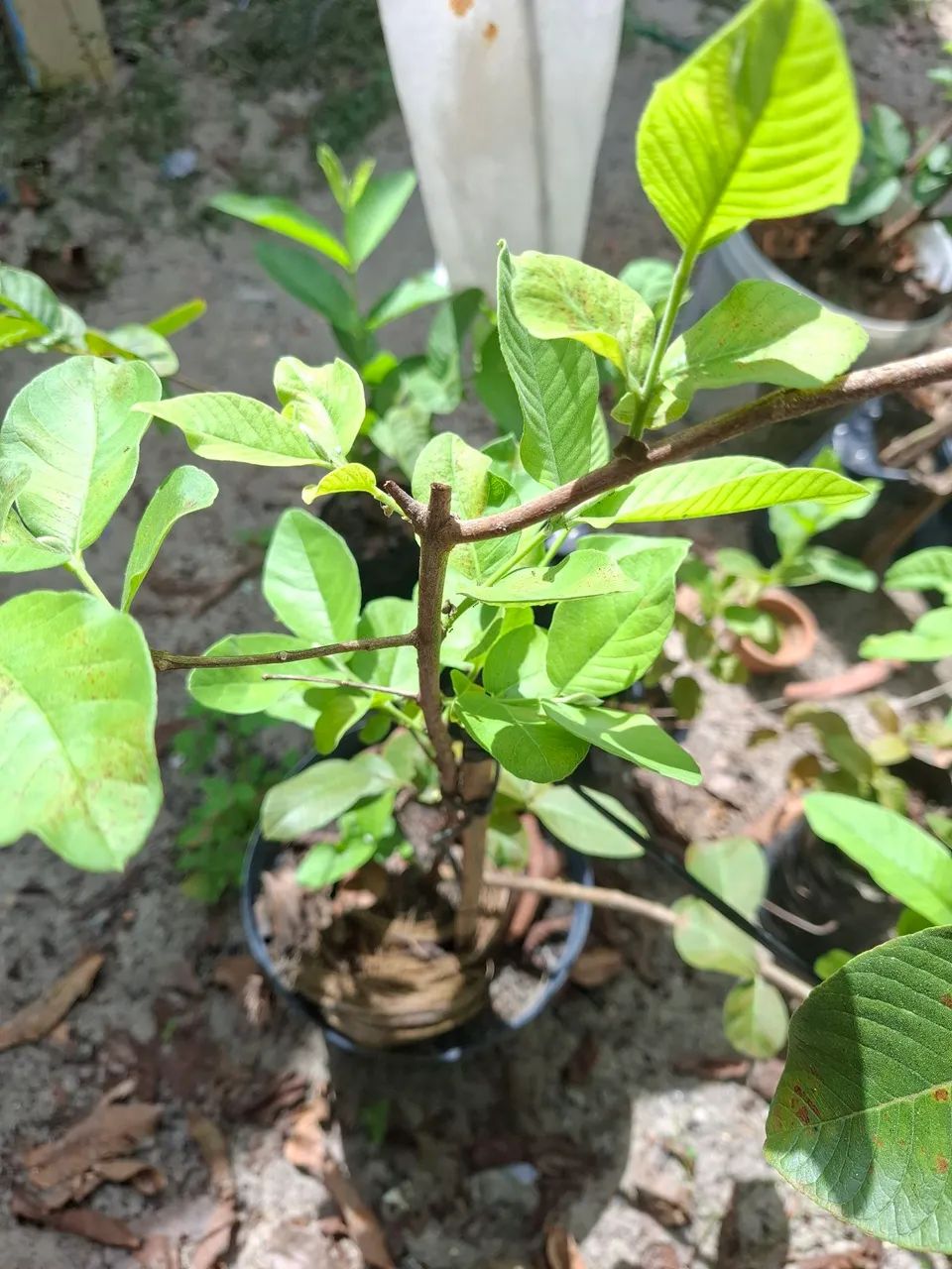 Vende-se Mudas Goiaba Tailandesa Suprema - Foto 4