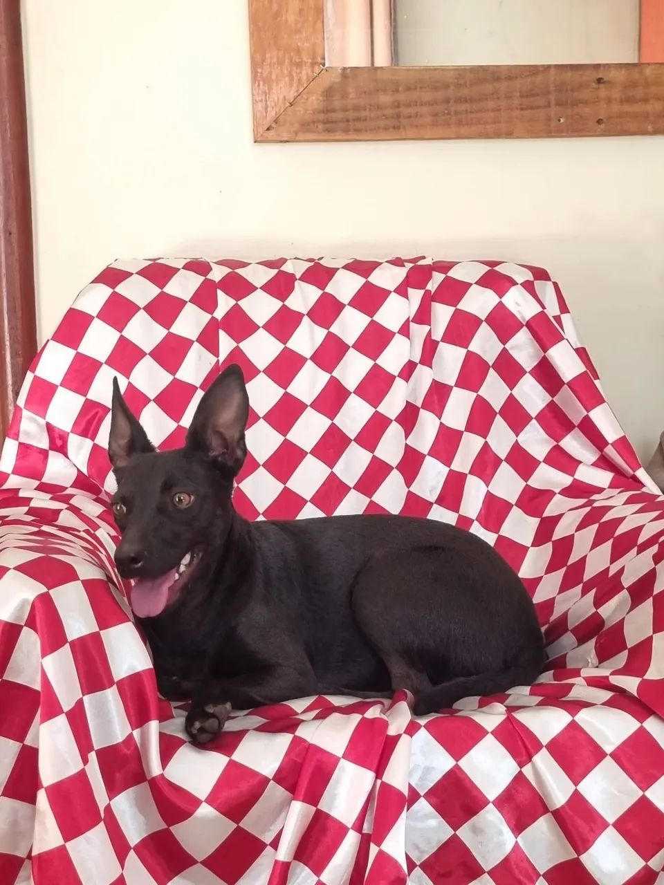 Adote um cão  - Foto 2