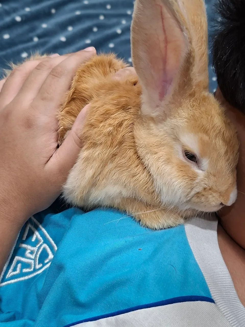 Machinho  3 meses - Foto 3