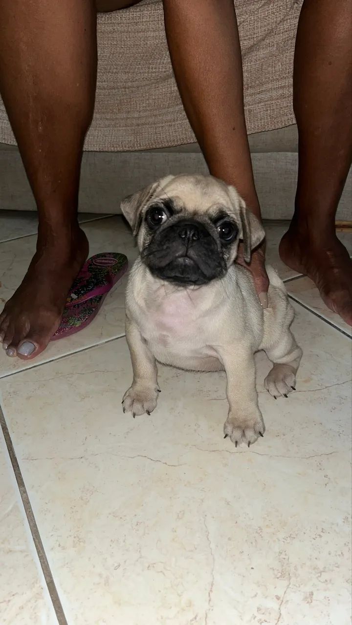 Filhote de pug macho 